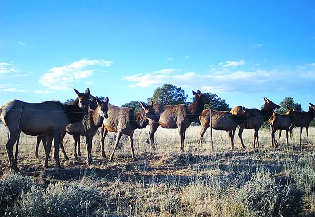 Large numbers of Elk on New Mexico Land