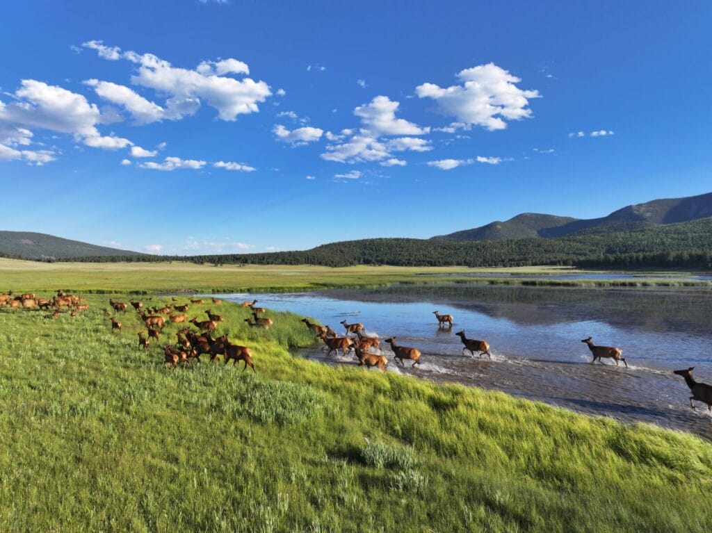 Elk in the Colorado wilderness