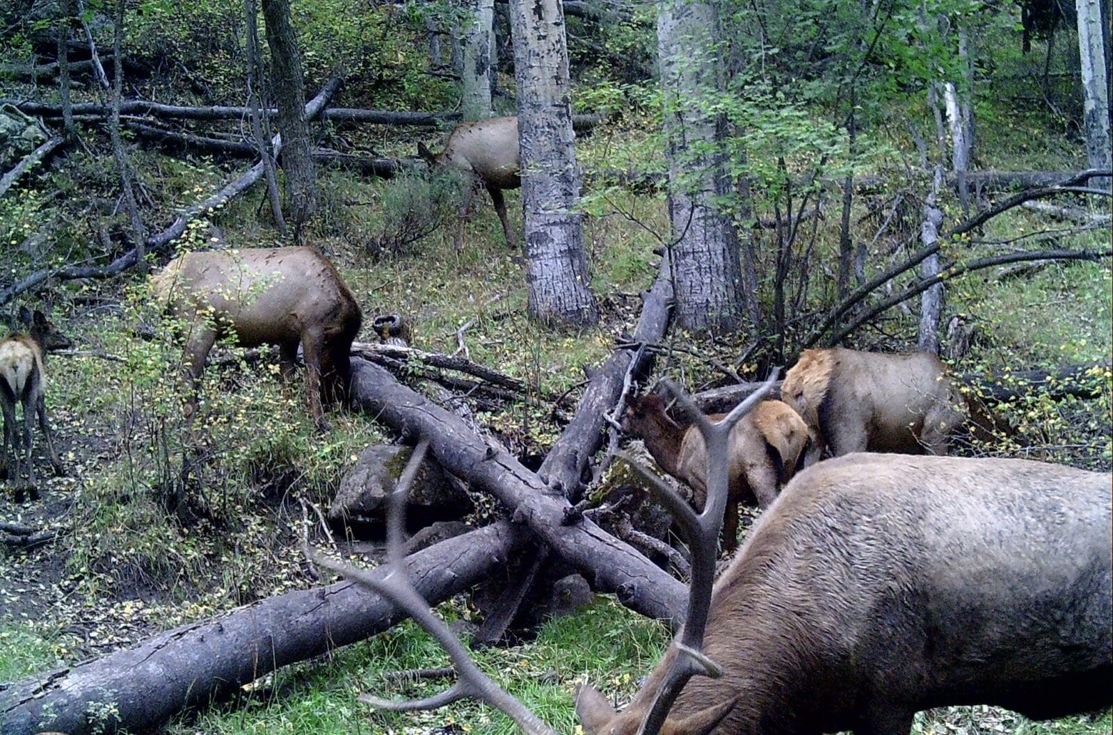 Elk in New Mexico, part of the E-Plus program is changing the game for Elk Hunting