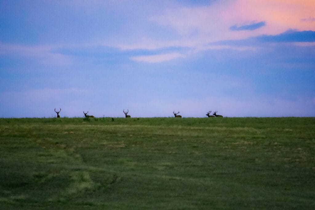 Elk on New Mexico Ranch at Sunset