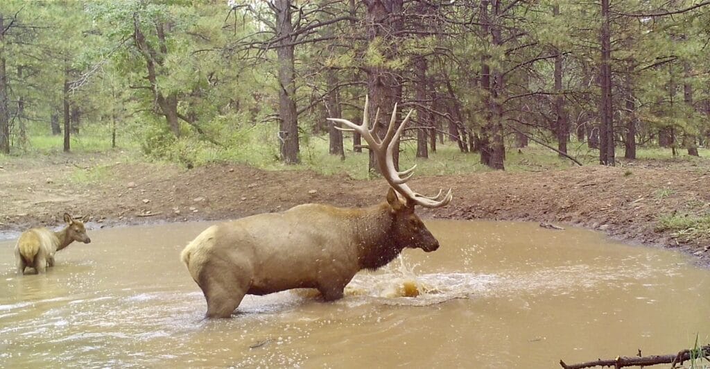 New Mexico Elk