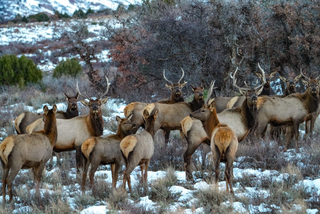 Colorado Elk, Landowner Tags and LPP 